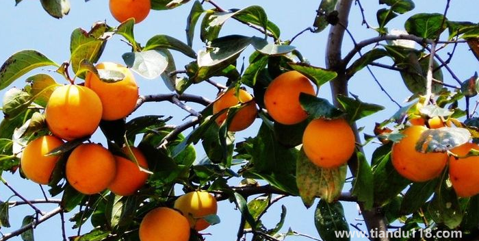 湖南邵陽這四種特產(chǎn)，遠(yuǎn)近聞名，看看你吃過哪幾種？